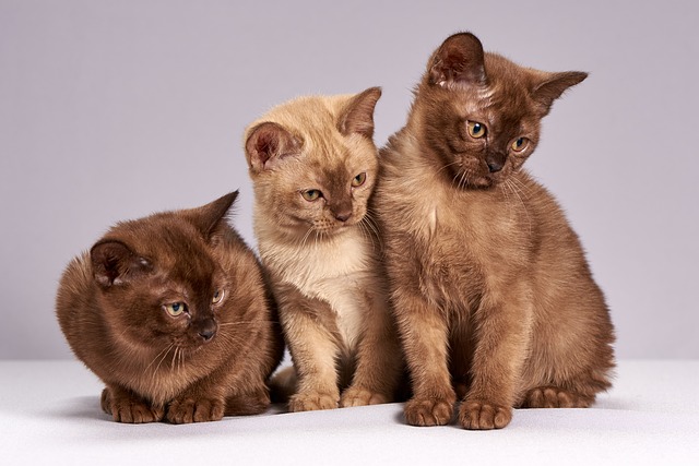 Tri hnedé mačiatka.jpg