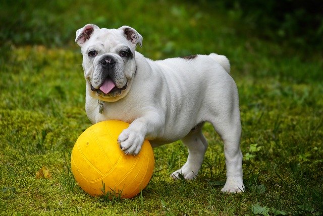 buldog s loptou.jpg